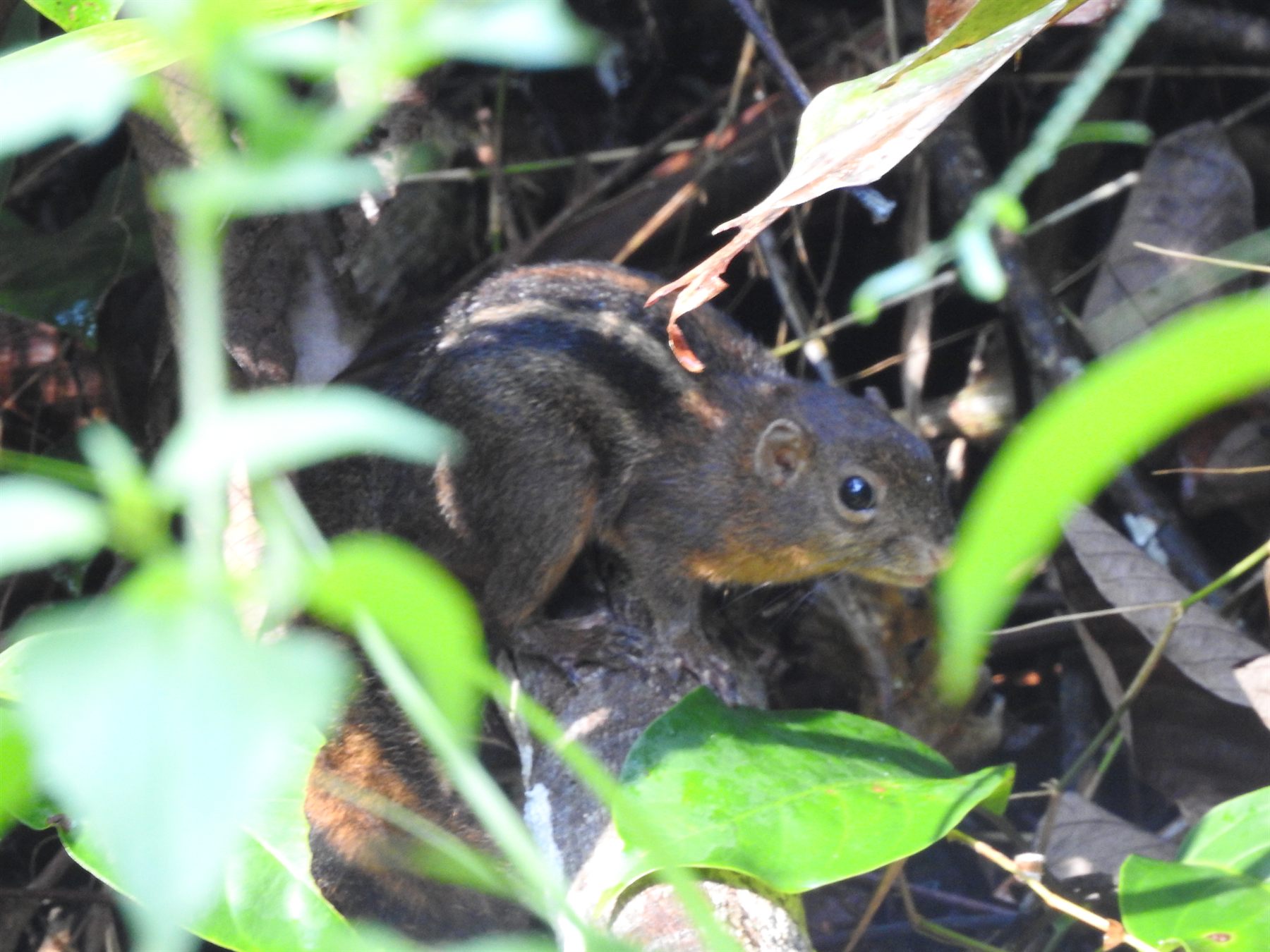 Four-striped Ground Squirrel — Borneo wildlife, book, free download, jungle tour, mammal, Borneo mammal tour