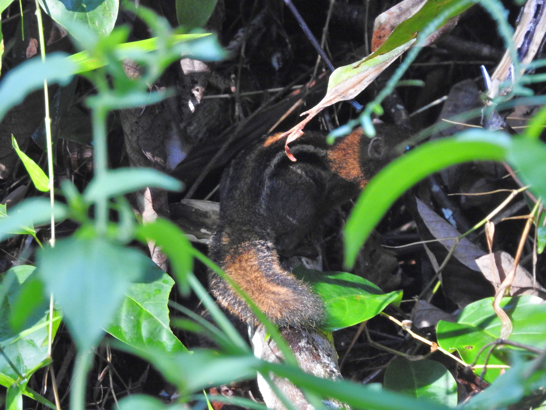 Four-striped Ground Squirrel — Borneo wildlife, book, free download, jungle tour, mammal, Borneo mammal tour