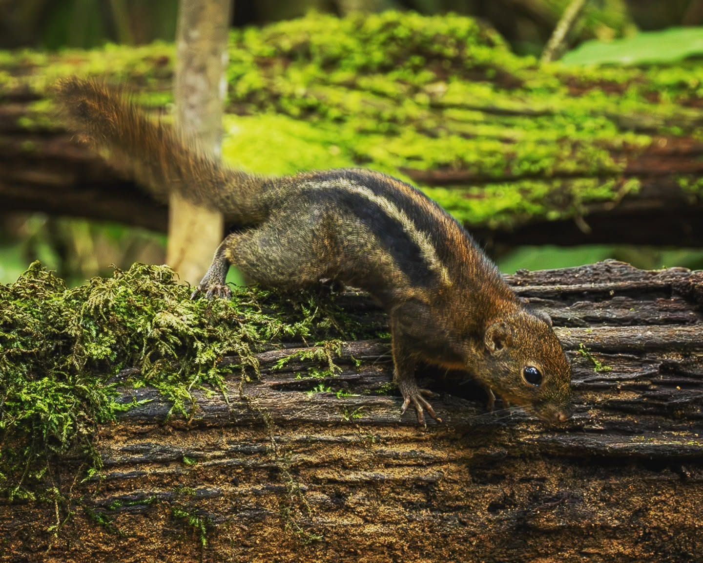 Four-striped Ground Squirrel — Borneo wildlife, book, free download, jungle tour, mammal, Borneo mammal tour