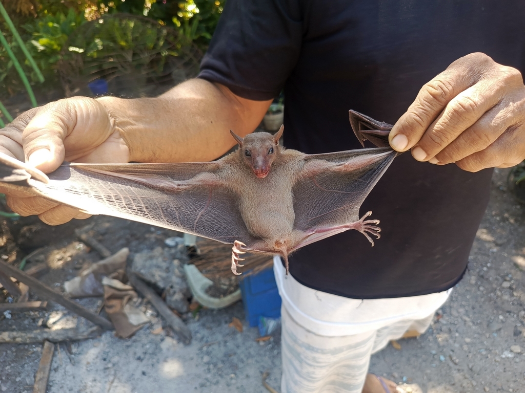 Geoffroy's Rousette — Borneo wildlife, book, free download, jungle tour, mammal, Borneo mammal tour