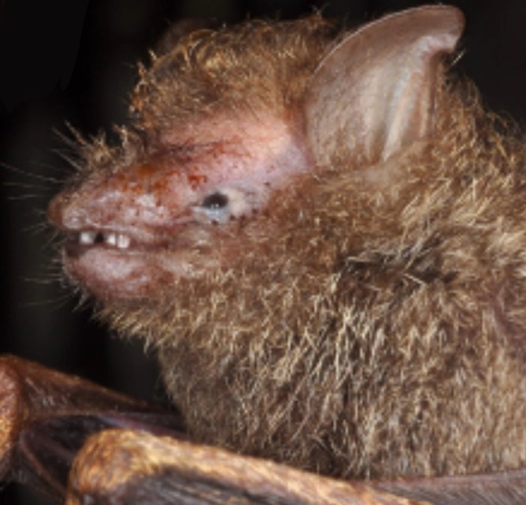 Gilded Groove-toothed Bat — Borneo wildlife, book, free download, jungle tour, mammal, Borneo mammal tour