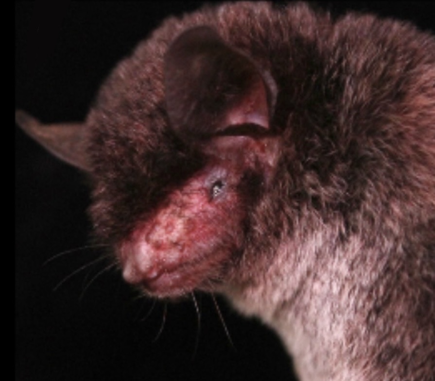 Gomantong Myotis — Borneo wildlife, book, free download, jungle tour, mammal, Borneo mammal tour