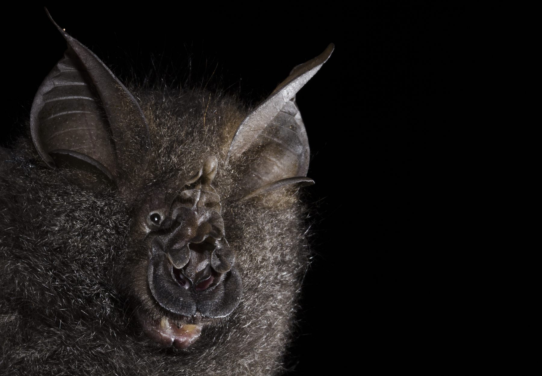 Great Woolly Horseshoe Bat — Borneo wildlife, book, free download, jungle tour, mammal, Borneo mammal tour