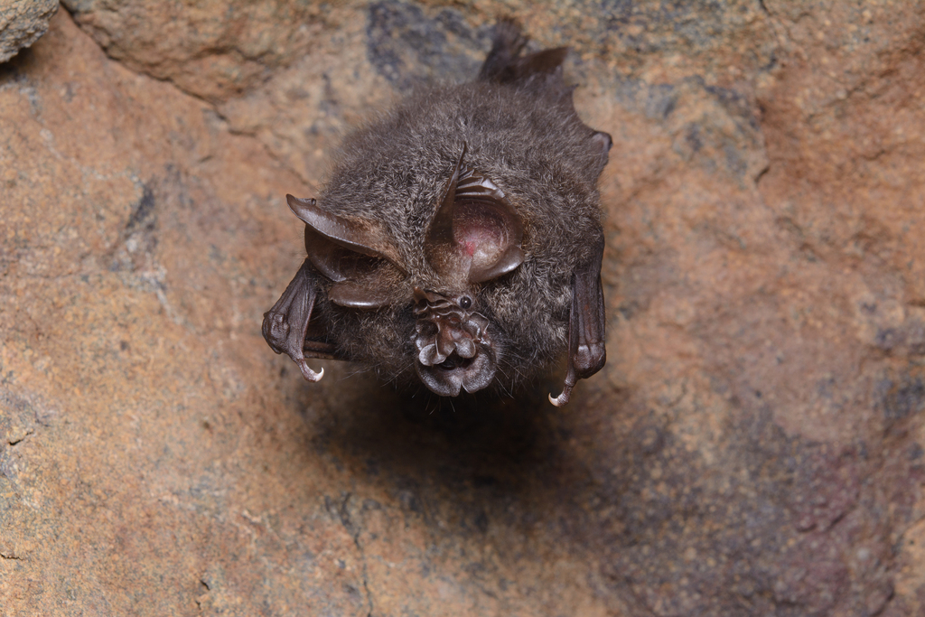 Great Woolly Horseshoe Bat — Borneo wildlife, book, free download, jungle tour, mammal, Borneo mammal tour
