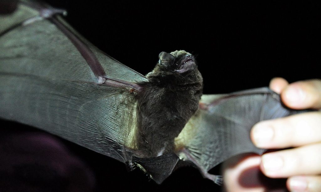 Greater Bent-winged Bat — Borneo wildlife, book, free download, jungle tour, mammal, Borneo mammal tour