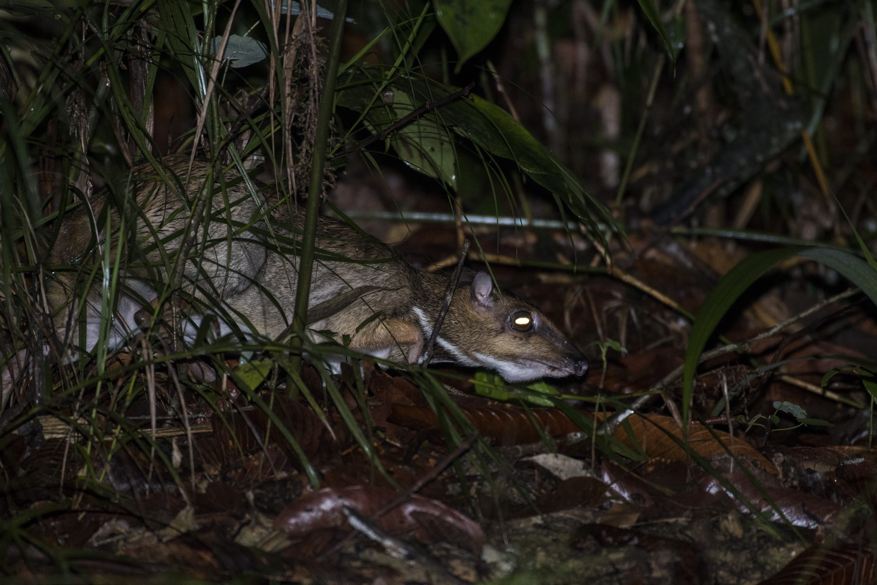 Greater Mouse-deer — Borneo wildlife, book, free download, jungle tour, mammal, Borneo mammal tour