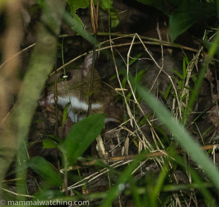 Greater Mouse-deer — Borneo wildlife, book, free download, jungle tour, mammal, Borneo mammal tour