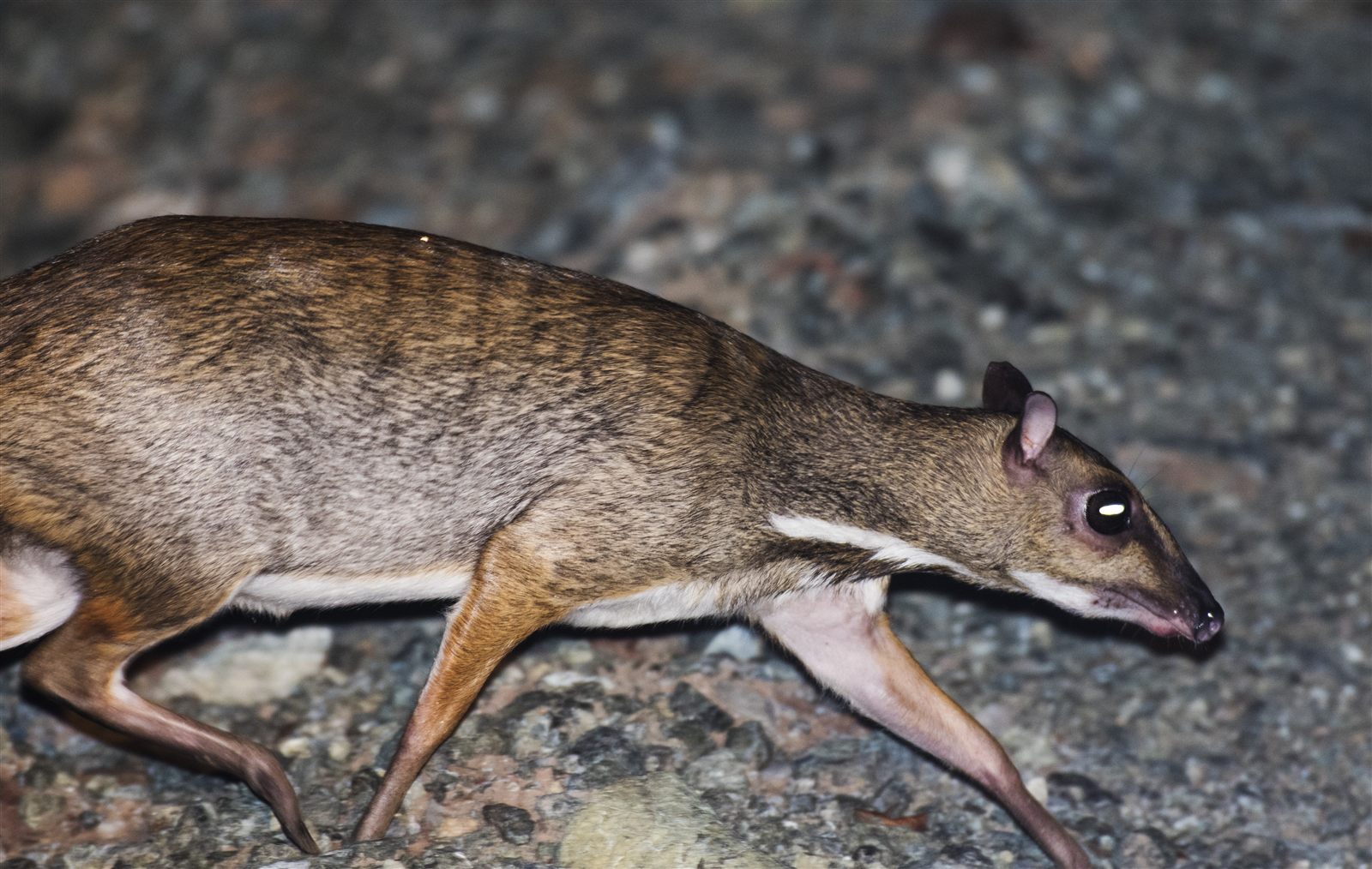 Greater Mouse-deer — Borneo wildlife, book, free download, jungle tour, mammal, Borneo mammal tour