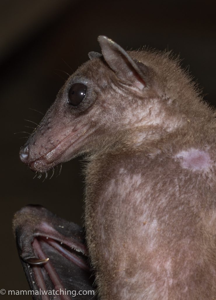Greater Nectar Bat — Borneo wildlife, book, free download, jungle tour, mammal, Borneo mammal tour