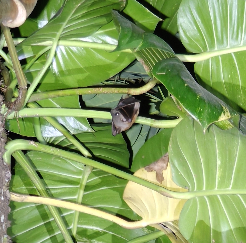 Greater Short-nosed Fruit Bat — Borneo wildlife, book, free download, jungle tour, mammal, Borneo mammal tour