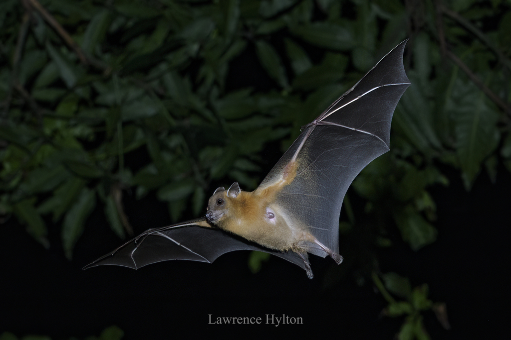 Greater Short-nosed Fruit Bat — Borneo wildlife, book, free download, jungle tour, mammal, Borneo mammal tour