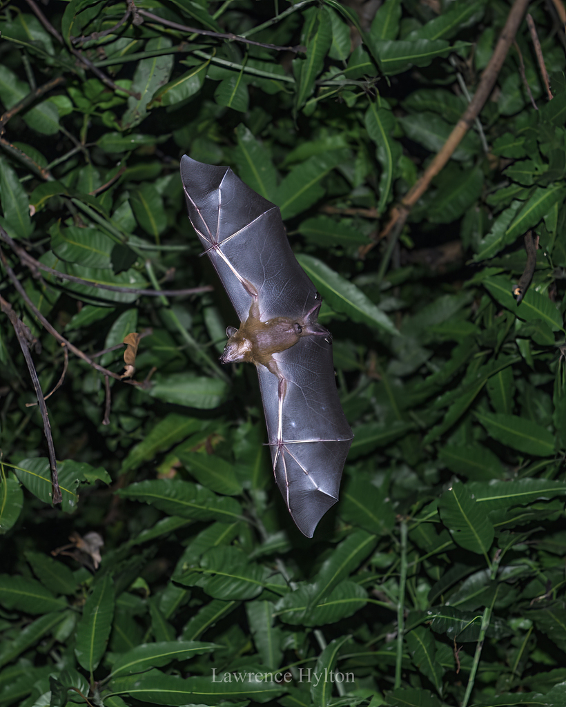 Greater Short-nosed Fruit Bat — Borneo wildlife, book, free download, jungle tour, mammal, Borneo mammal tour