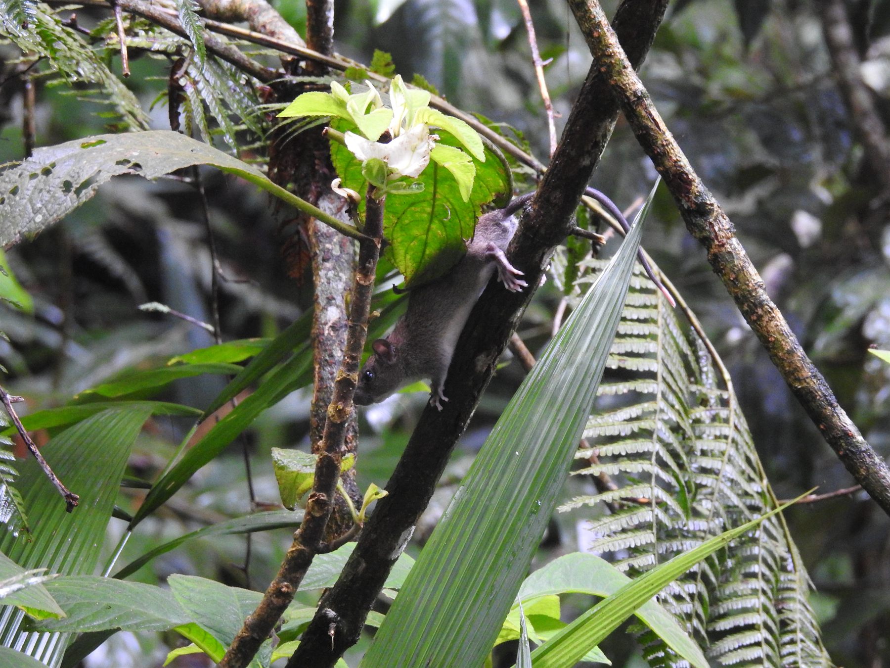 Grey Tree Rat — Borneo wildlife, book, free download, jungle tour, mammal, Borneo mammal tour