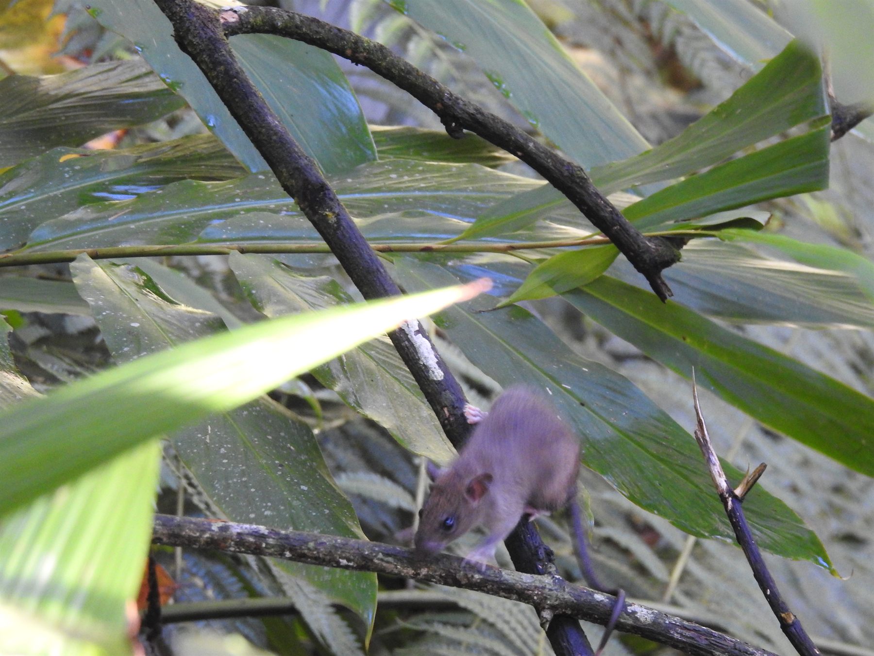 Grey Tree Rat — Borneo wildlife, book, free download, jungle tour, mammal, Borneo mammal tour