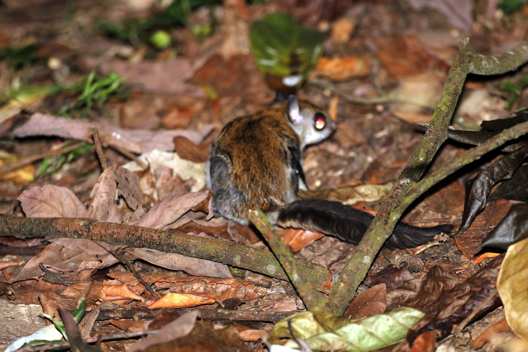 Grey-cheeked Flying Squirrel — Borneo wildlife, book, free download, jungle tour, mammal, Borneo mammal tour