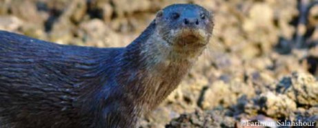 Hairy-Nosed Otter looking directly at the camera