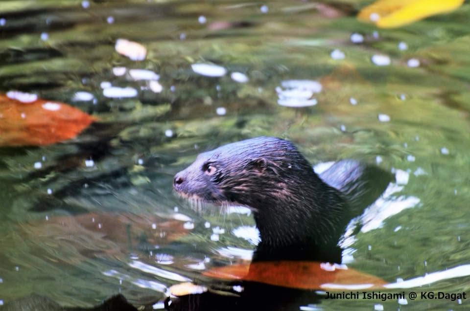 Hairy-nosed Otter — Borneo wildlife, book, free download, jungle tour, mammal, Borneo mammal tour
