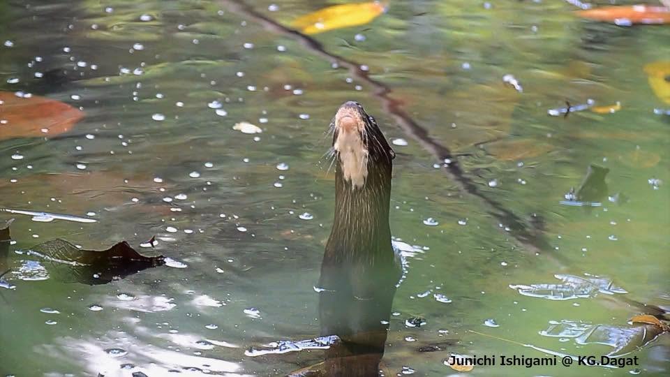 Hairy-nosed Otter — Borneo wildlife, book, free download, jungle tour, mammal, Borneo mammal tour
