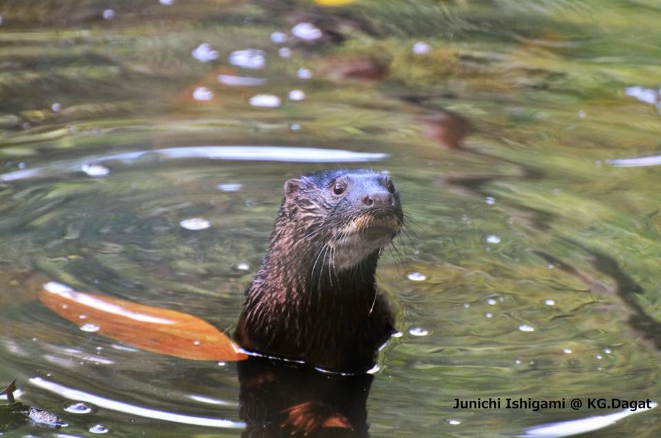 Hairy-nosed Otter — Borneo wildlife, book, free download, jungle tour, mammal, Borneo mammal tour