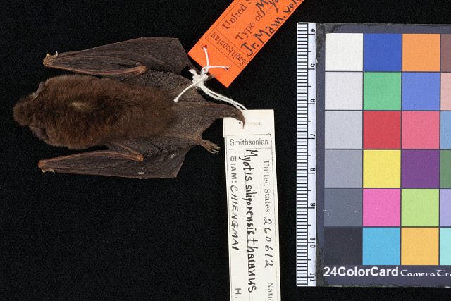 Himalayan Whiskered Myotis — Borneo wildlife, book, free download, jungle tour, mammal, Borneo mammal tour