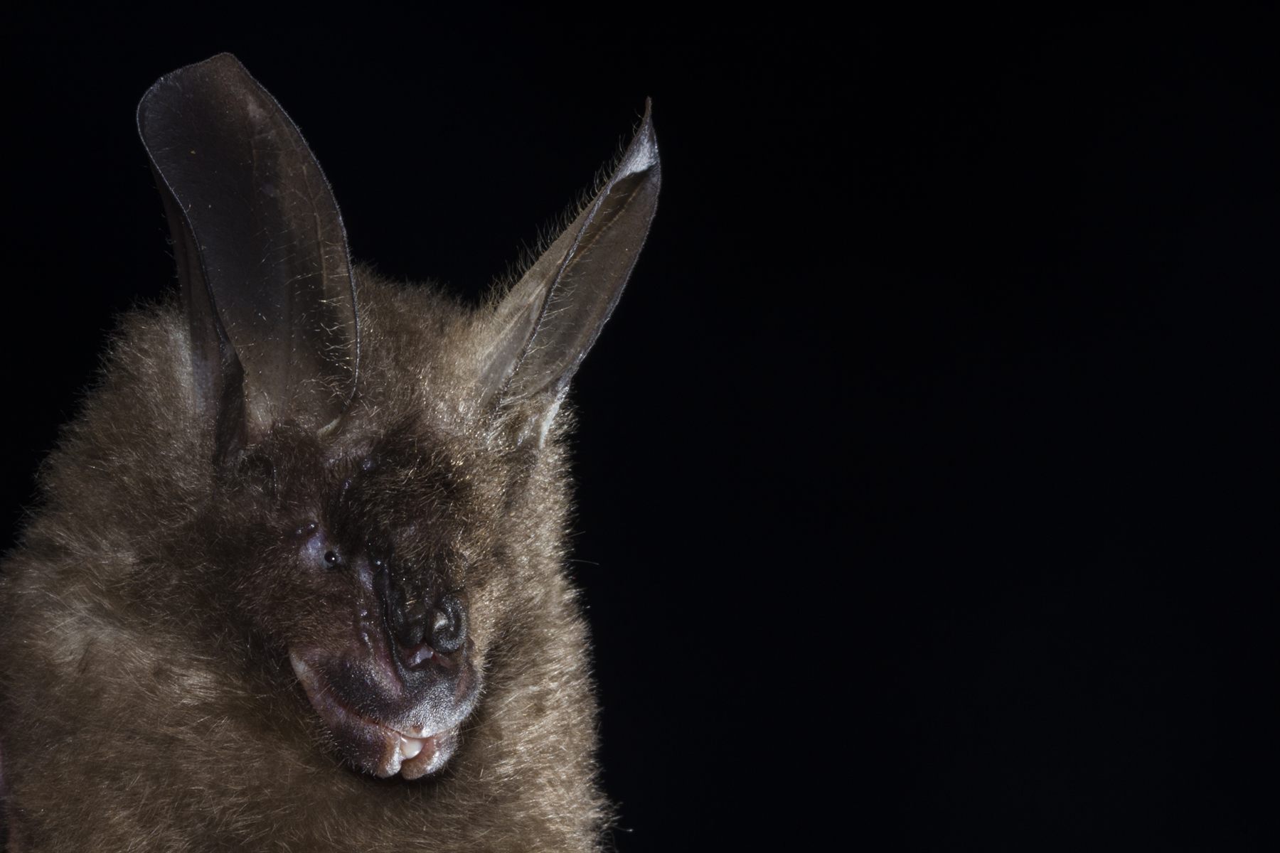 Hollow-faced Bat — Borneo wildlife, book, free download, jungle tour, mammal, Borneo mammal tour