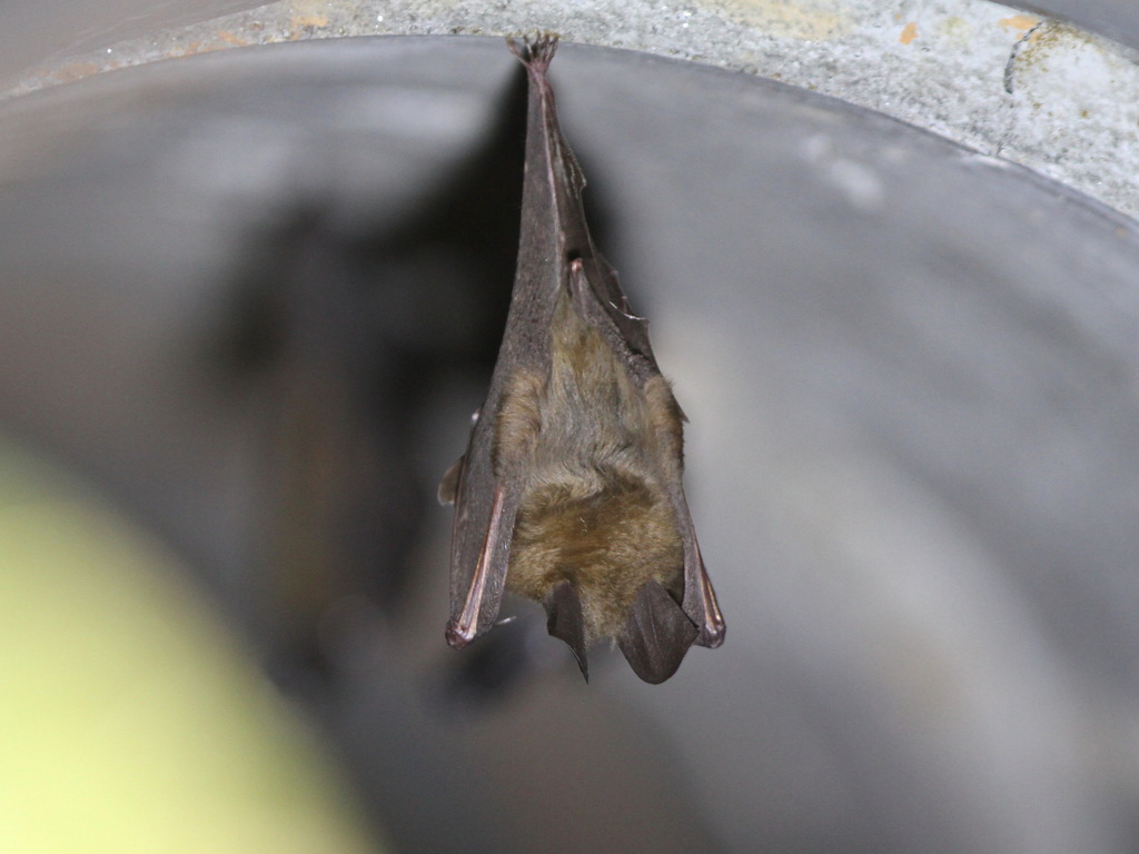 Hollow-faced Bat — Borneo wildlife, book, free download, jungle tour, mammal, Borneo mammal tour