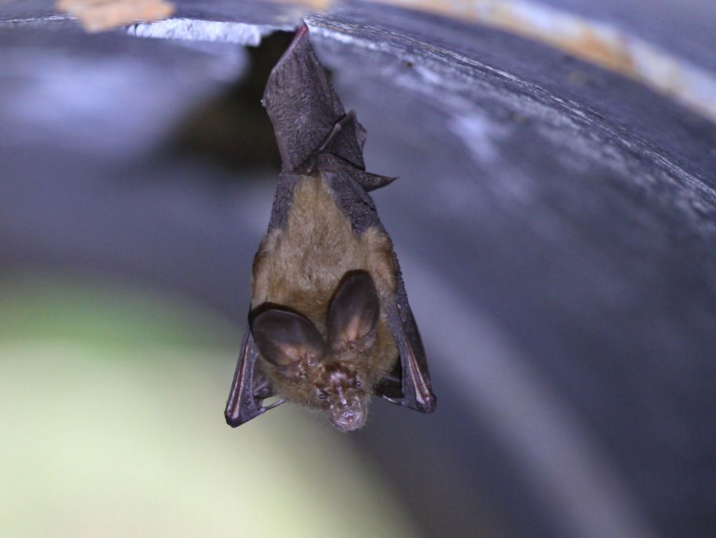 Hollow-faced Bat — Borneo wildlife, book, free download, jungle tour, mammal, Borneo mammal tour