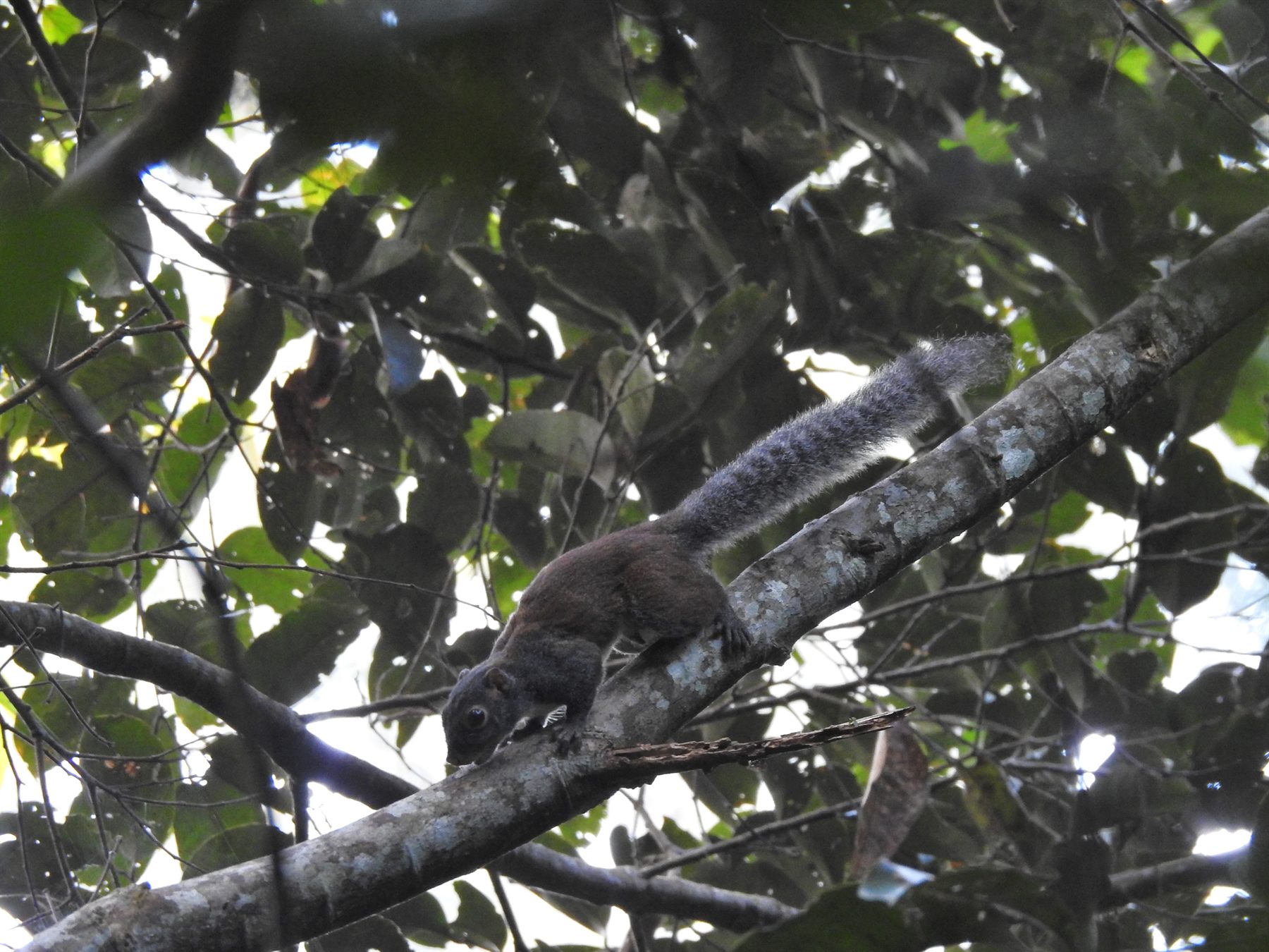 Horse-tailed Squirrel — Borneo wildlife, book, free download, jungle tour, mammal, Borneo mammal tour