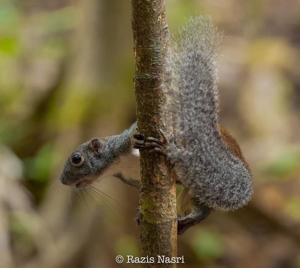 Horse-tailed Squirrel — Borneo wildlife, book, free download, jungle tour, mammal, Borneo mammal tour