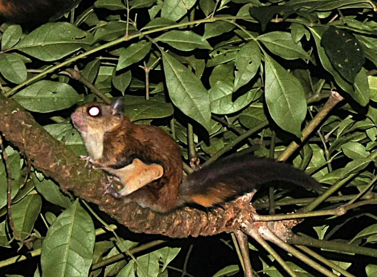 Horsefield's Flying Squirrel — Borneo wildlife, book, free download, jungle tour, mammal, Borneo mammal tour