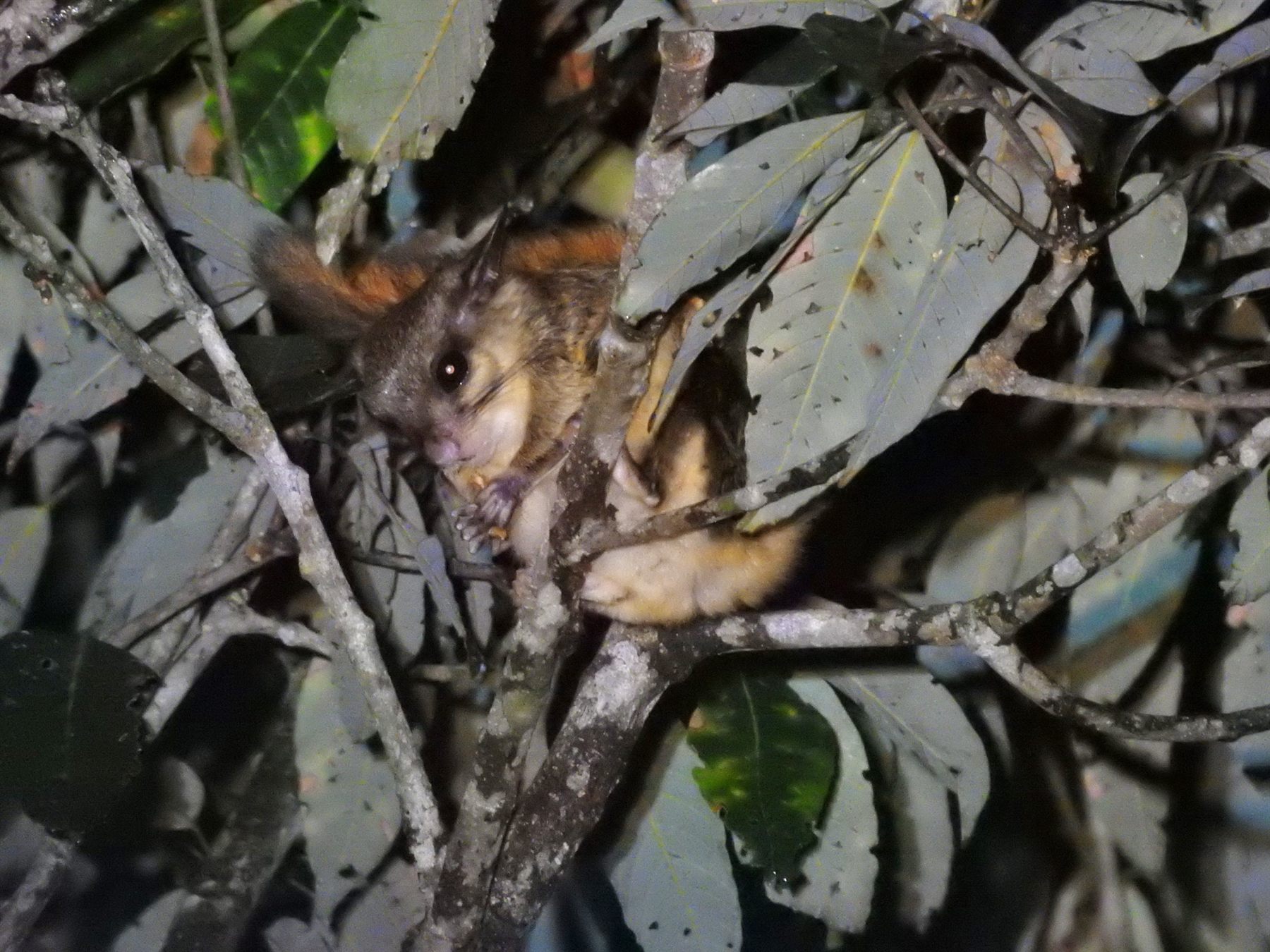 Horsefield's Flying Squirrel — Borneo wildlife, book, free download, jungle tour, mammal, Borneo mammal tour