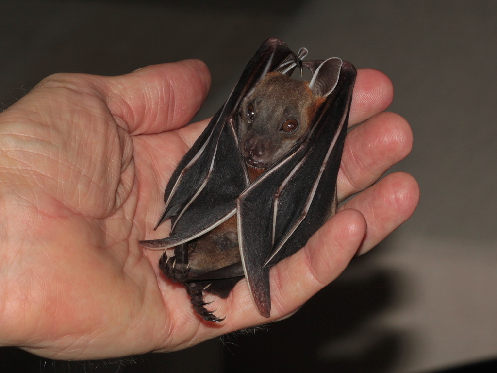 Horsfield's Fruit Bat — Borneo wildlife, book, free download, jungle tour, mammal, Borneo mammal tour