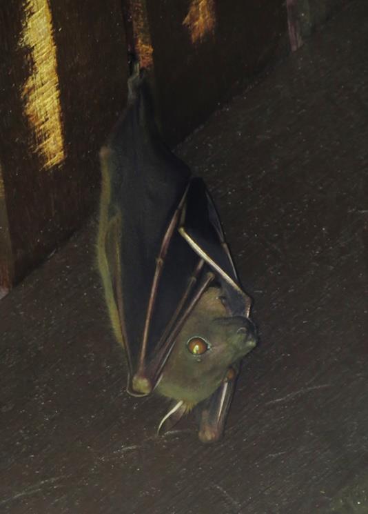 Horsfield's Fruit Bat — Borneo wildlife, book, free download, jungle tour, mammal, Borneo mammal tour