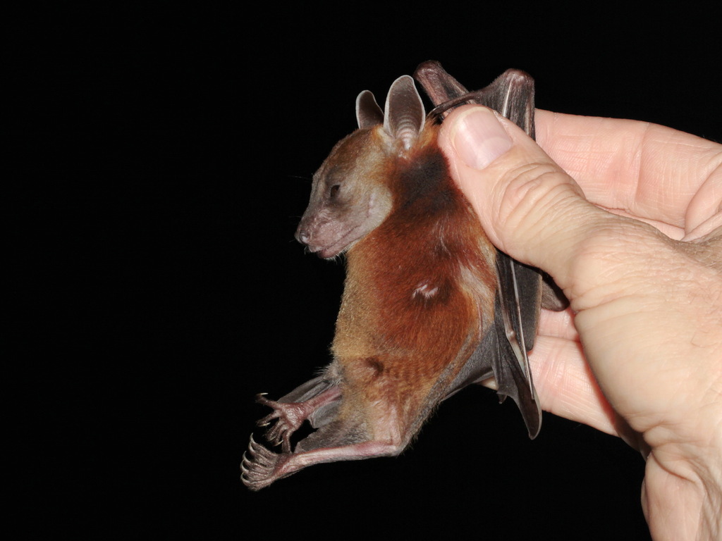 Horsfield's Fruit Bat — Borneo wildlife, book, free download, jungle tour, mammal, Borneo mammal tour
