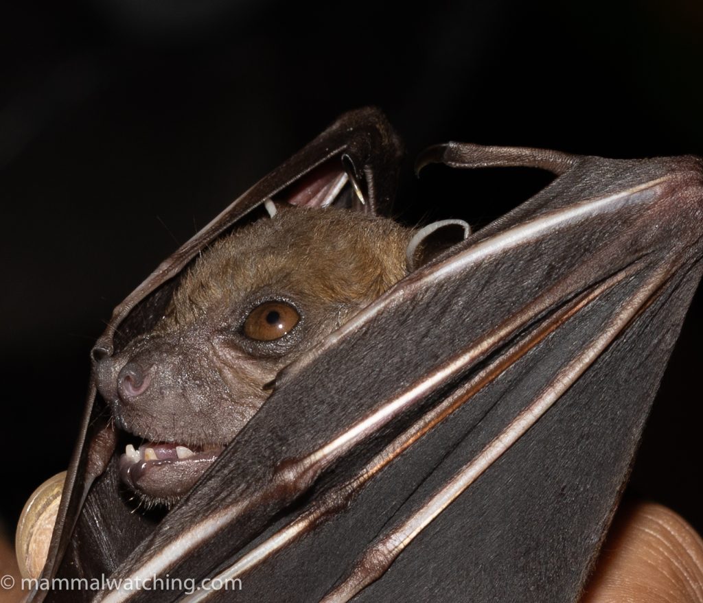 Horsfield's Fruit Bat — Borneo wildlife, book, free download, jungle tour, mammal, Borneo mammal tour