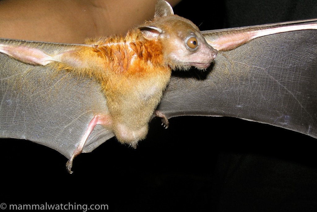 Horsfield's Fruit Bat — Borneo wildlife, book, free download, jungle tour, mammal, Borneo mammal tour