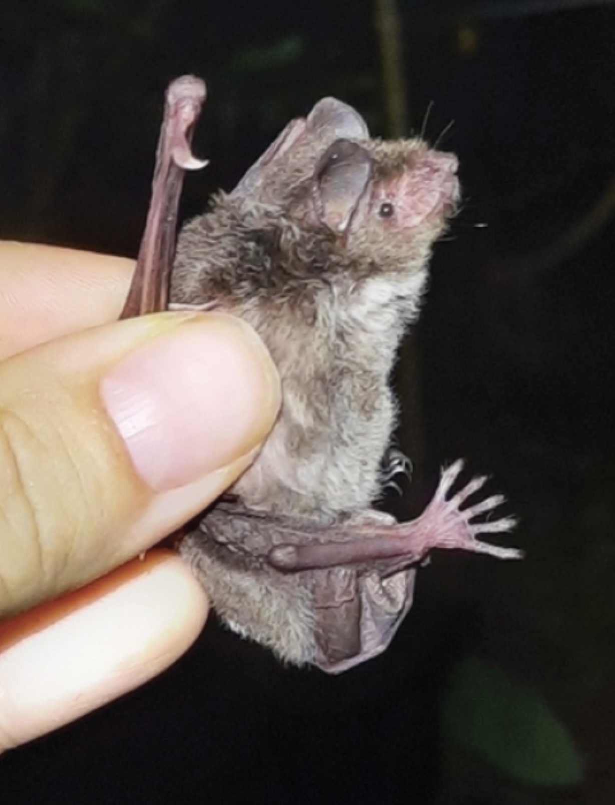 Horsfield's Myotis — Borneo wildlife, book, free download, jungle tour, mammal, Borneo mammal tour