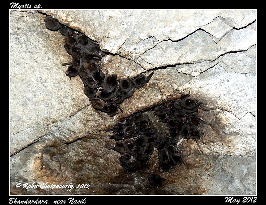 Horsfield's Myotis — Borneo wildlife, book, free download, jungle tour, mammal, Borneo mammal tour