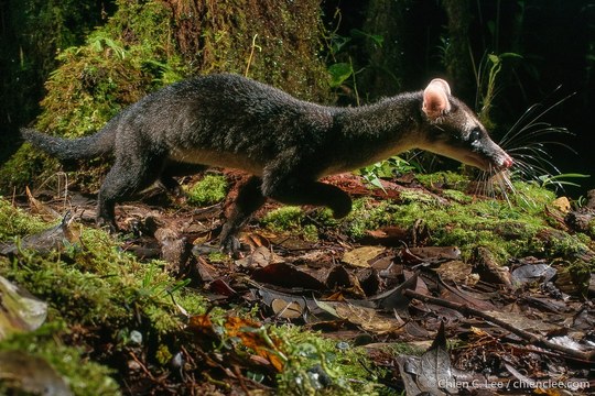 Hose's Civet walking through mossy montane forest at night