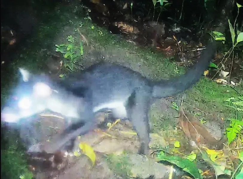 Hose's Civet — Borneo wildlife, book, free download, jungle tour, mammal, Borneo mammal tour