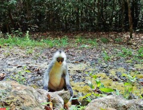 Hose's Grey Langur seated on rocks in a forest clearing