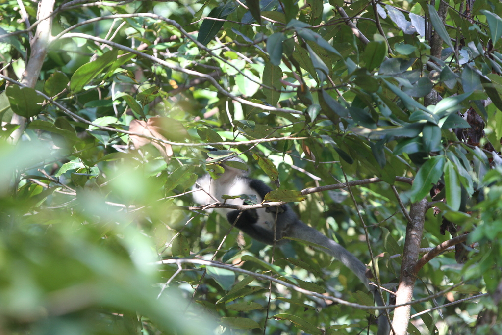 Hose's Langur — Borneo wildlife, book, free download, jungle tour, mammal, Borneo mammal tour