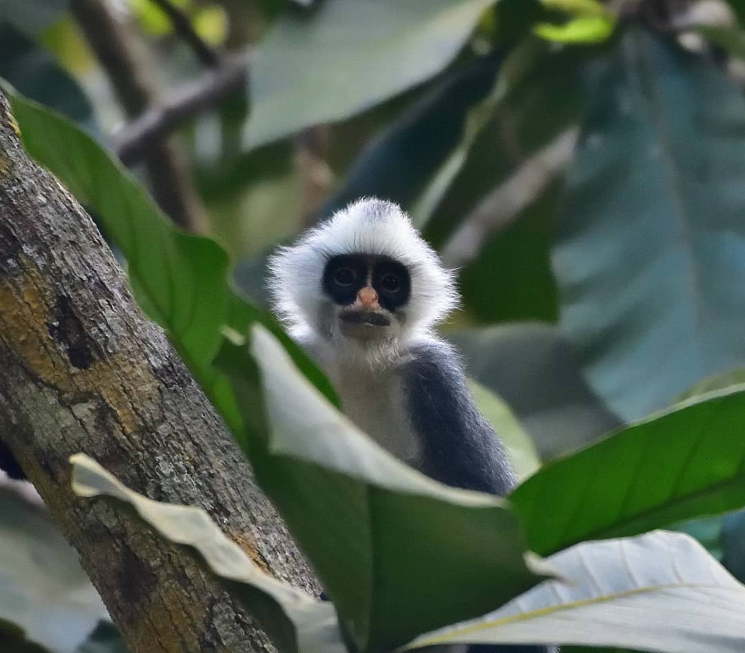Hose's Langur — Borneo wildlife, book, free download, jungle tour, mammal, Borneo mammal tour