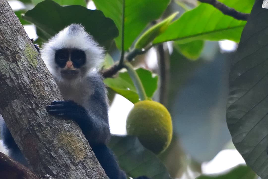 Hose's Langur — Borneo wildlife, book, free download, jungle tour, mammal, Borneo mammal tour