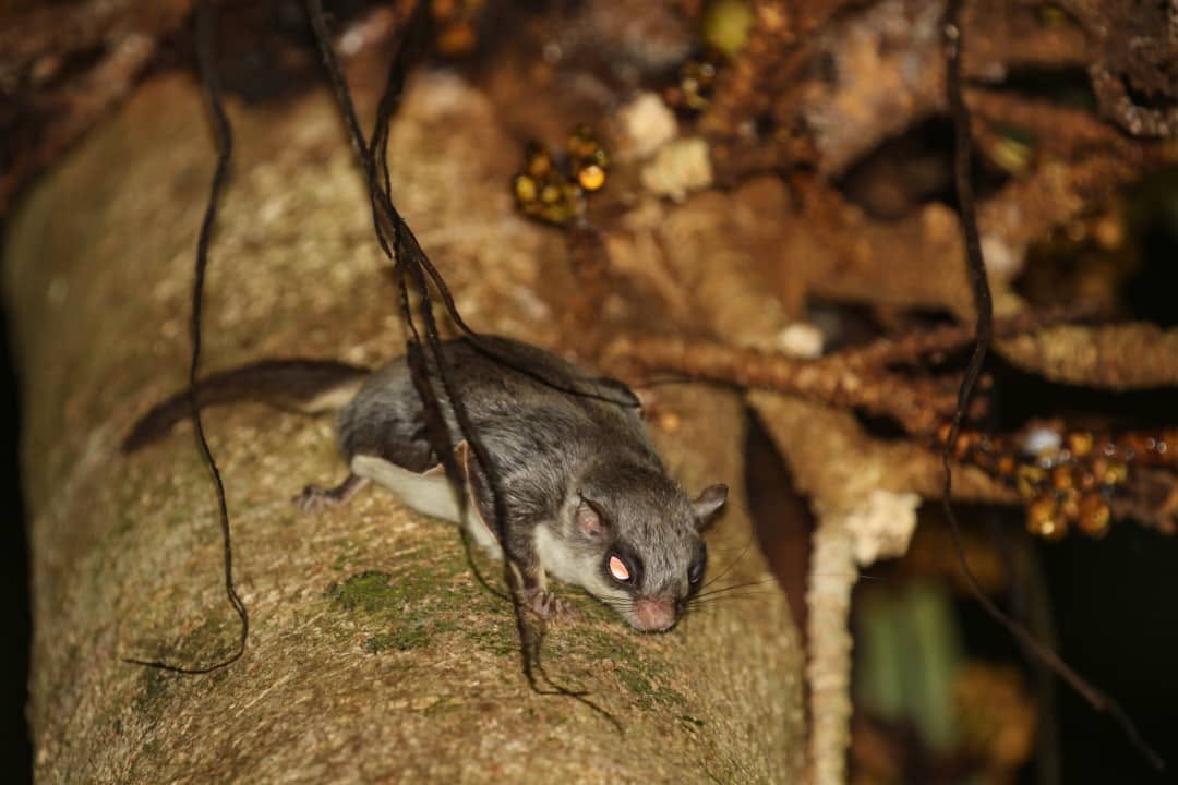 Hose's Pygmy Flying Squirrel — Borneo wildlife, book, free download, jungle tour, mammal, Borneo mammal tour