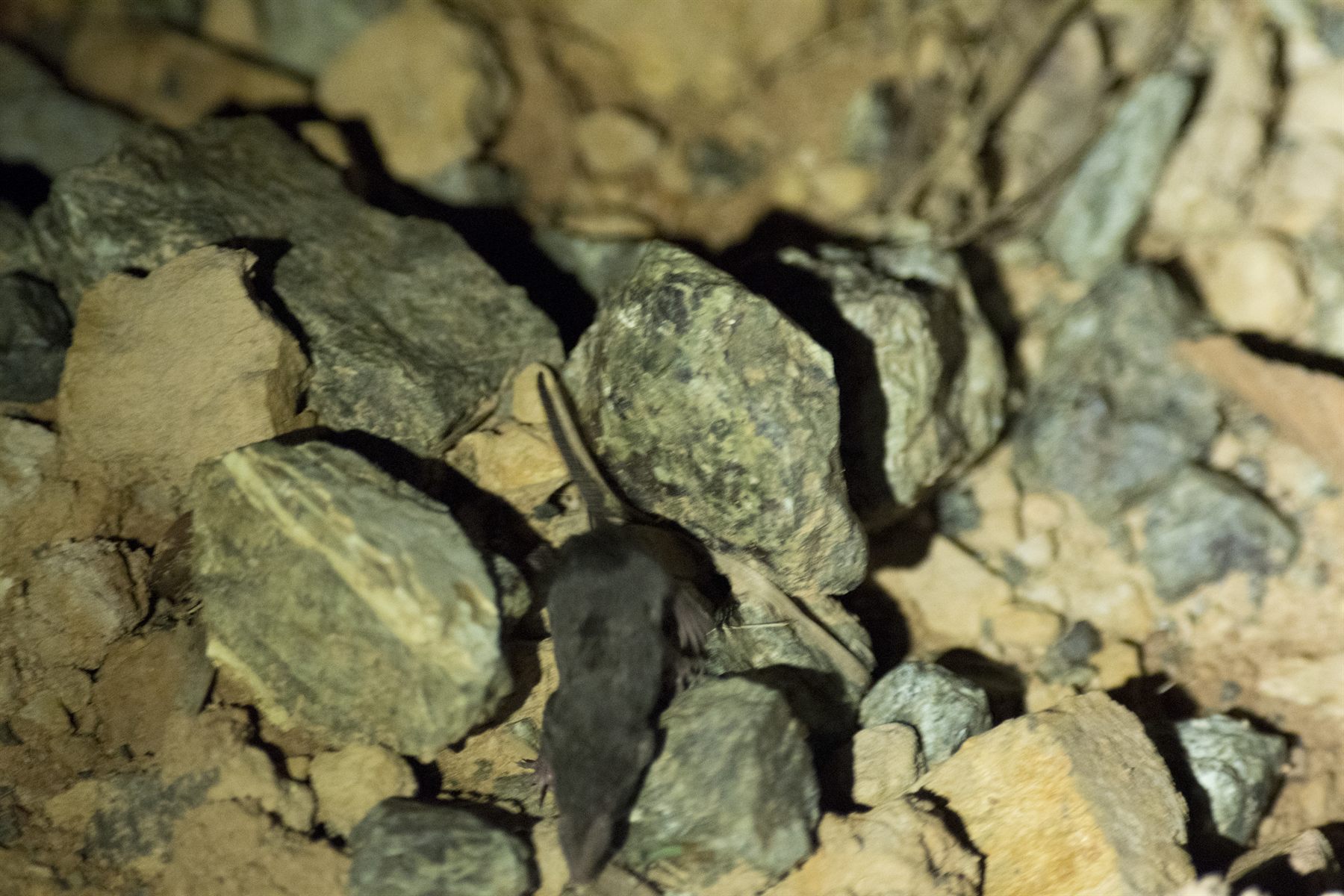 Hose's Pygmy Shrew — Borneo wildlife, book, free download, jungle tour, mammal, Borneo mammal tour