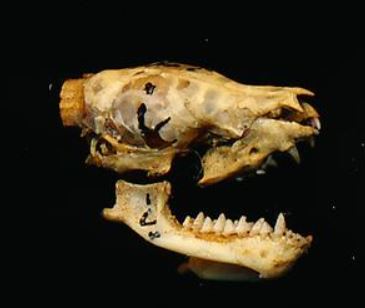 Imbricate Pipistrelle — Borneo wildlife, book, free download, jungle tour, mammal, Borneo mammal tour