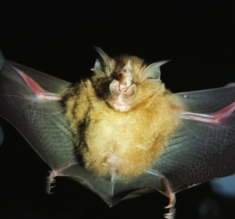 Intermediate Horseshoe Bat — Borneo wildlife, book, free download, jungle tour, mammal, Borneo mammal tour