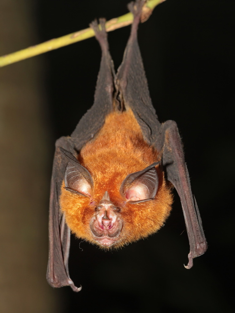 Intermediate Horseshoe Bat — Borneo wildlife, book, free download, jungle tour, mammal, Borneo mammal tour