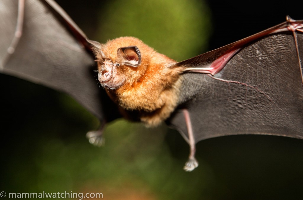 Intermediate Horseshoe Bat — Borneo wildlife, book, free download, jungle tour, mammal, Borneo mammal tour
